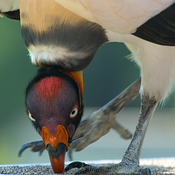 King Vulture
